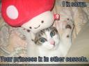 lolcat-funny-picture-mario-cat.jpg